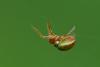 Araniella sp.